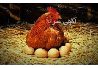 صفر تا صد دوره پرورش مرغ تخمگذار کامل و جامع در تهران دوره آموزشی صفر