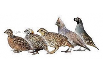 آموزش تخصصی پرورش کبک با ارائه مدرک معتبر