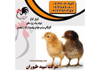 فروش جوجه یک روزه محلی فروش جوجه یک روزه در تهران فروش جوجه یک روزه