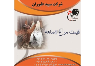 قیمت مرغ ۴ ماه طیور مرغ تخم گذار گلپایگان ۴ ماهه در تهران قیمت مرغ 4