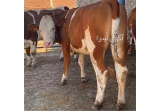 پرورش و فروش گوساله نر و ماد در وزن های مختلف به شرط سلامت