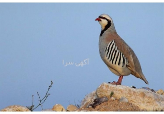 دوره آموزشی پرورش کبک گام به گام حضوری