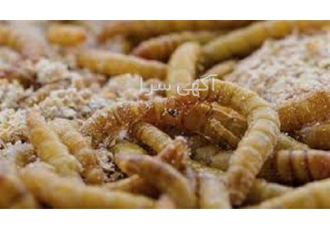 آموزش پرورش کرم میل ورم همراه با مدرک معتبر در تهران دوره آموزش پرورش