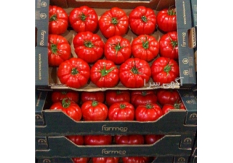 کلاس آموزشی پرورش صیفی جات گلخانه ای با مدرک