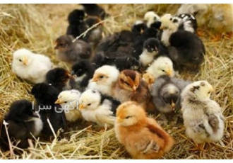 دوره آموزش مرغداری دوره آموزش مرغ بومی در اصفهان برگزاری دوره آموزش