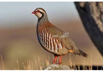 صفر تا صد دوره آموزشی پرورش کبک گام به گام در تهران دوره آموزشی پرورش