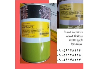 قیمت بذر پیاز مینروا بذر پیاز مینروا زیر قیمت در کرمان خرید بذر پیاز