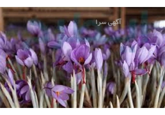 دوره آموزش پرورش زعفران فضای باز و گلخانه ای