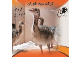 فروش ویژه جوجه شترمرغ با قیمت مناسب و ارسال رایگان در تهران اگر