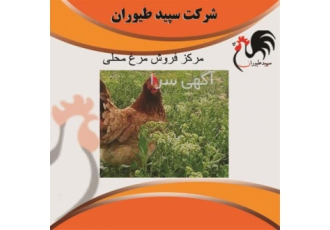 فروش مرغ محلی پرورشی با قیمت عالی . طیور
