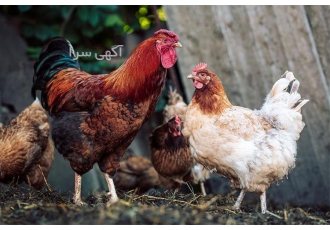 آموزش پرورش مرغ تخم گذار و گوشتی