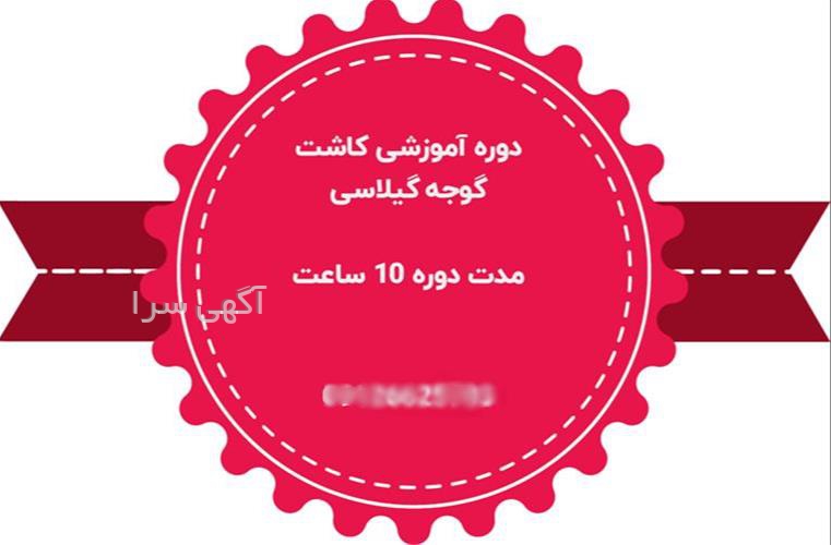 گلخانه خانگی کوچک