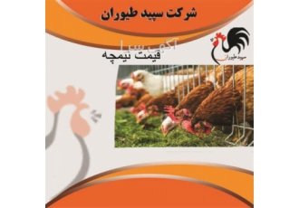 قیمت نیمچه مرغ محلی - قیمت نیمچه محلی - طیور
