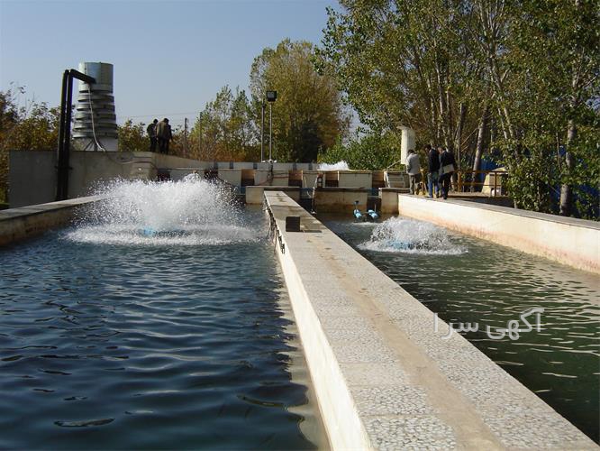 گلخانه زعفران هیدروپونیک