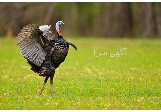 دوره آموزش پرورش بوقلمون