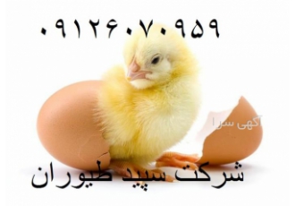 فروش جوجه مرغ گوشتی یک روزه صنعتی و خانگی - طیور