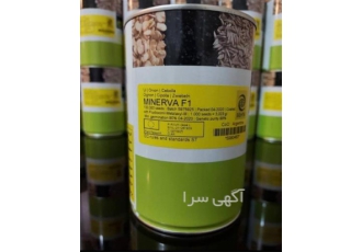 بذر پیاز سفید مینروا ، بذر و نهال