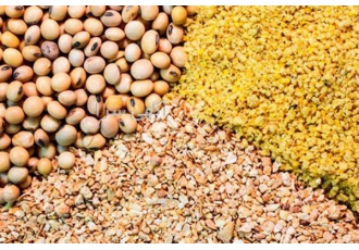 انواع دان مرغ بومی تخمگذار در تهران انواع دان مرغ بومی تخمگذار