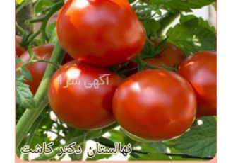 فروش عمده بذر گوجه ۴۱۲۹ در ساری بذر گوجه 4129 بذر گوجه 4129 یکی