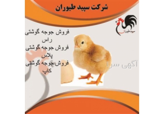 عرضه جوجه یک روزه گوشتی - فروش جوجه مرغ گوشتی