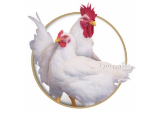 آموزش پرورش مرغ گوشتی و تخم گذار با مدرک معتبر در تهران آموزش صفر تا