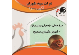 فروش جوجه محلی پرورشی قیمت مناسب طیور در تهران فروش جوجه محلی پرورشی