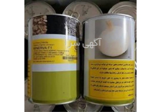 قیمت روز بذر پیاز مینروا عرضه انواع بذر در شیراز دریافت بهترین قیمت