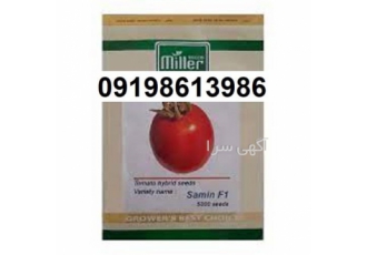 فروش بذر گوجه فرنگی ثمین اصل با قیمت مناسب در کرمان بذر گوجه ثمین