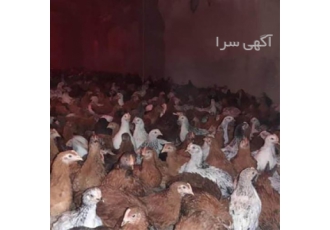 نیمچه های سه ماهه تخمگذار به سرتاسر ایران در تهران نیمچه های سه ماهه