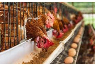 صفر تا صد   دوره آموزشی پرورش مرغ تخم گذار