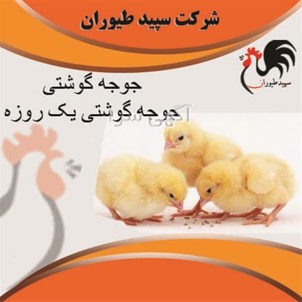 واکسن ae طیور