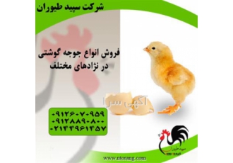 فروش جوجه مرغ گوشتی و فروش جوجه یک روزه طیور در تهران فروش جوجه مرغ