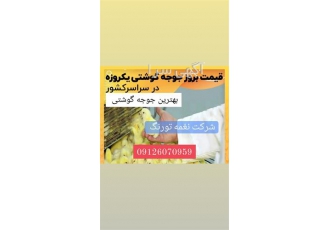 پرورش و فروش جوجه یک روزه گوشتی نژاد راس در تهران جوجه یک روزه گوشتی