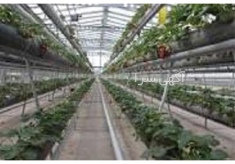 مرکز آموزش احداث گلخانه هیدروپونیک در تهران احداث و پرورش هیدروپونیک