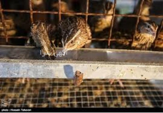 دوره آموزش پرورش بلدرچین گوشتی و تخمگذار با مدرک در تهران دوره آموزش
