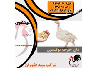 تولید و عرضه مستقیم دان -تولید دان بوقلمون -طیور