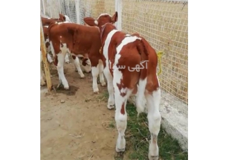 فروش گوساله سیمینتال و هلشتاین