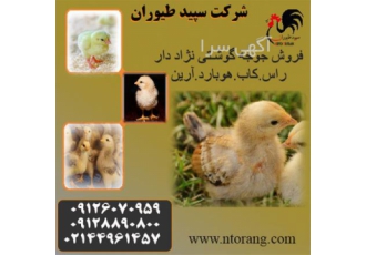جوجه مرغ گوشتی قیمت جوجه یک روزه گوشتی طیور در تهران فروش جوجه مرغ