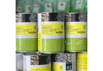بذر پیاز مینیروا با قیمت عمده