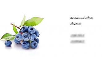 دوره آموزشی کشت گلخانه ای بلوبری در تهران دوره آموزشی کشت گلخانه بلوبری