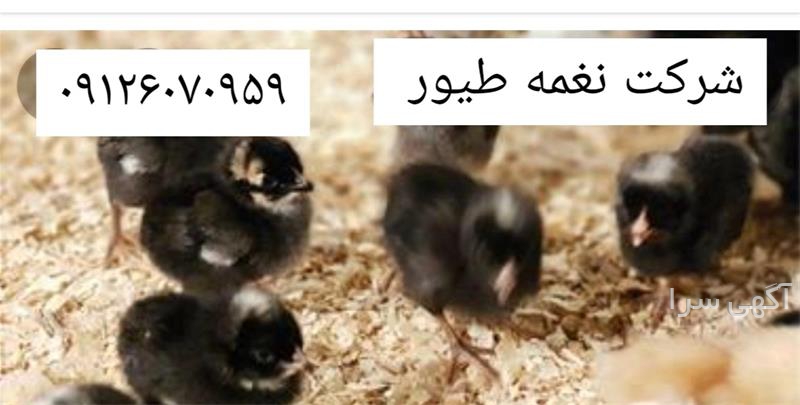 سالن آرایش نغمه و نگین مشهد
