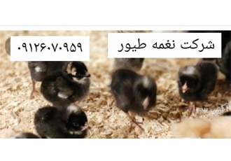 فروش جوجه یک روزه پلیموت راک