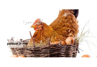 آموزش پرورش مرغ تخم گذار همراه با ارائه مدرک معتبر در تهران دوره آموزشی