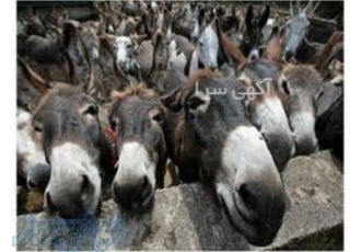 دوره آموزش پرورش الاغ شیری حضوری و آنلاین