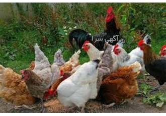 آموزش اصول نگهداری و پرورش مرغ زینتی