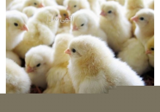آموزش تخصصی گام به گام پرورش مرغ گوشتی طیور در تهران صفرتاصدبه صورت