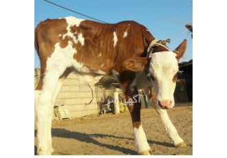 پرورش و فروش گوساله سمینتال خرید و فروش گوساله در قزوین پرورش و فروش