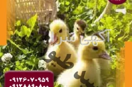 آگهی های خدمات صنعتی و کشاورزی