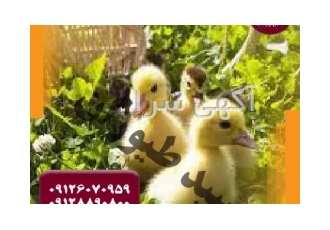 فروش جوجه اردک