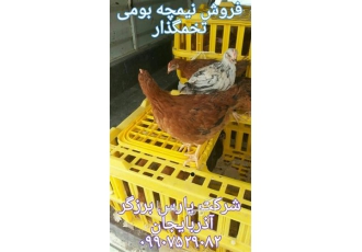 فروش بهترین نژاد مرغ تخمگذار در ارومیه فروش بهترین نژاد مرغ تخمگذار